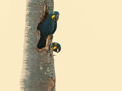 Dark blue macaws perch in hollow tree