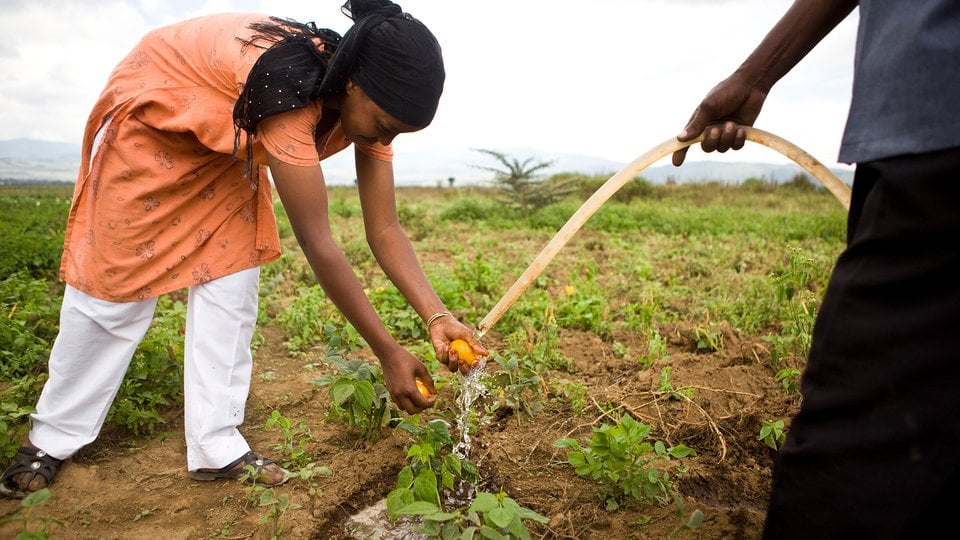 Bati Malicha with drip irrigation system