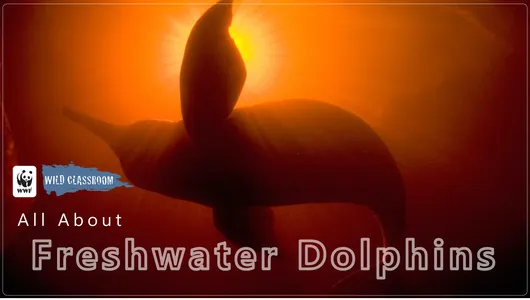 Freshwater Dolphin Classroom Presentation Cover