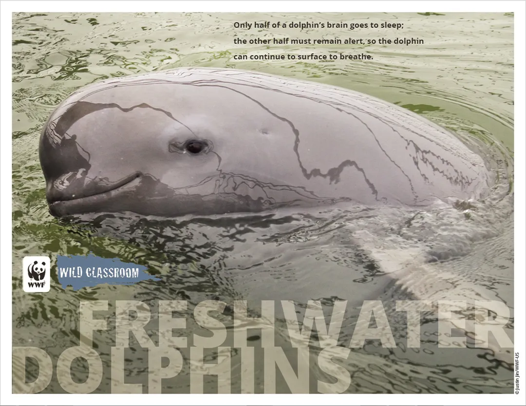 Freshwater Dolphin Posters (8.5x11) Preview