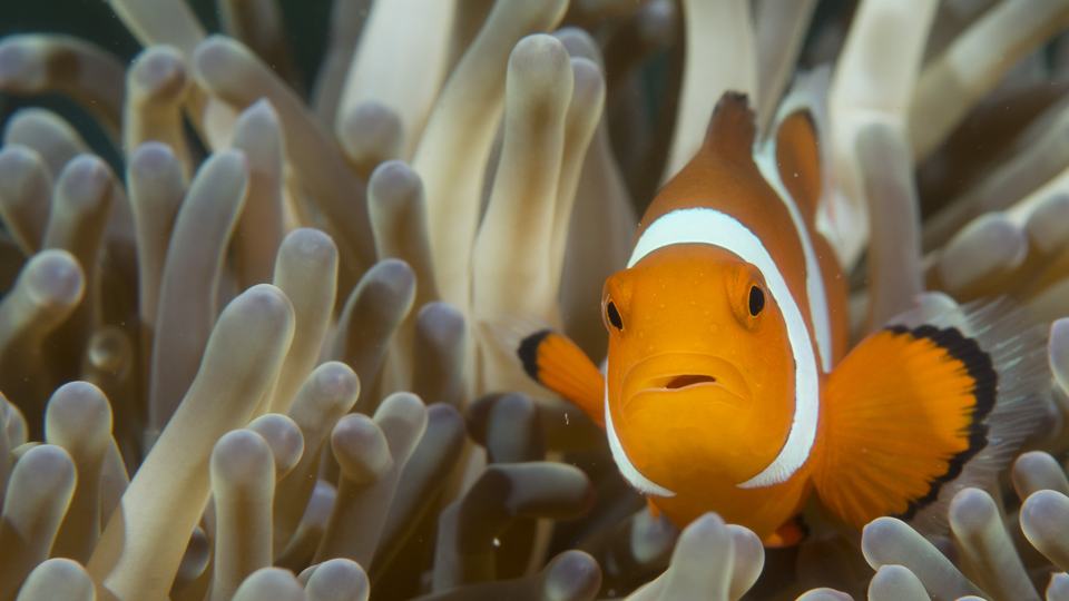 clown fish