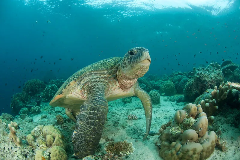 Green Turtle