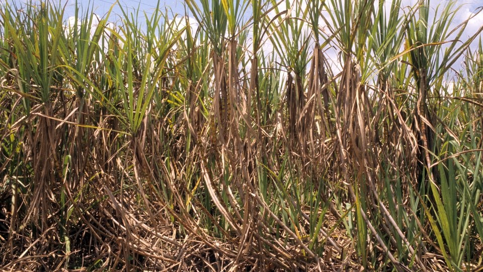 Sugarcane field