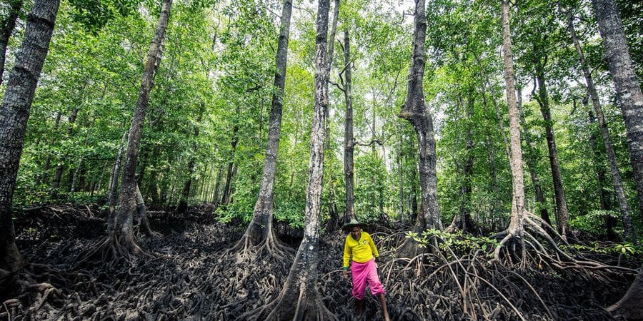 A man in the foreground flanked by large mangrove roots and trees.