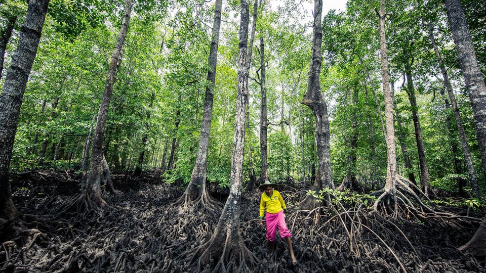 A man in the foreground flanked by large mangrove roots and trees.