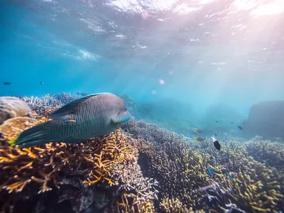 A humphead Maori wrasse on the Great Barrier Reef, Cairns, Australia. The coral is vibrant under the sunny surface. Lots of other small tropical fish swim.