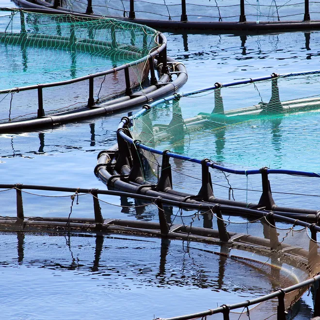 Round net pens on the water for farming fish