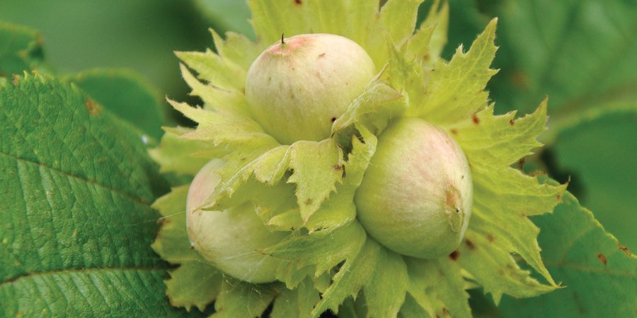 Hazelnuts on tree
