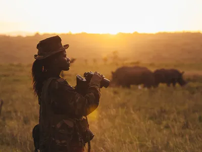 A female ranger holds binoculars and looks into the distance at rhinos grazing in the sunset at Nairobi National Park, Kenya