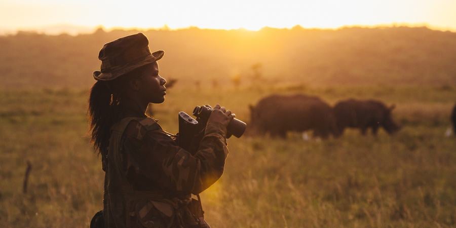 A female ranger holds binoculars and looks into the distance at rhinos grazing in the sunset at Nairobi National Park, Kenya