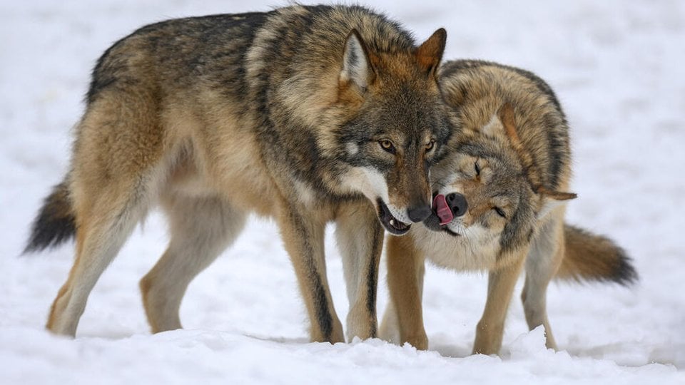 Two canines with brown, white and black fur playing in the snow.