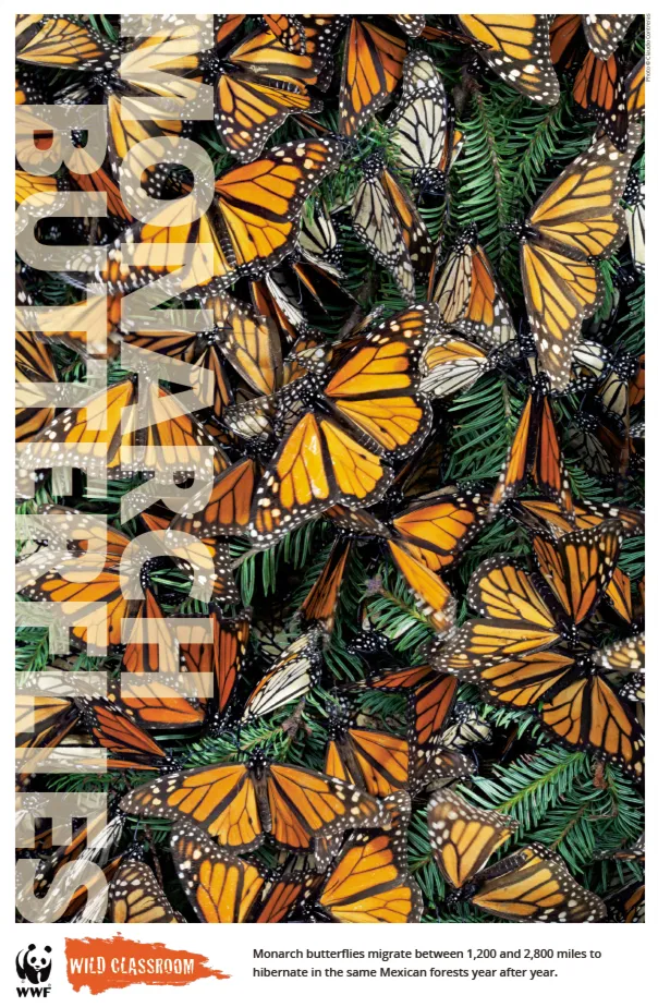 Monarch Posters (8.5x11)