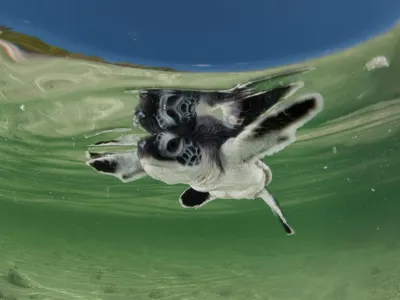a baby sea turtle floating in water