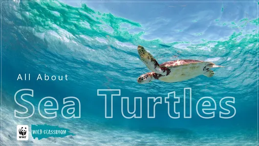 Sea Turtle Classroom Presentation Preview