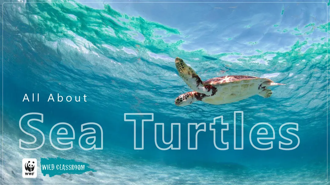 Sea Turtle Classroom Presentation Preview