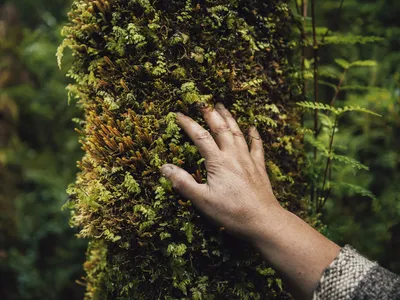A hand rests on the mossy bark of a tree in a Chilean forest