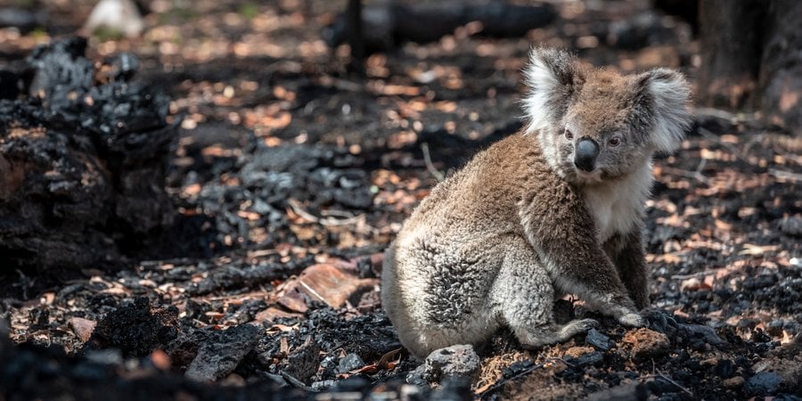 Koala on ground in burned landscape