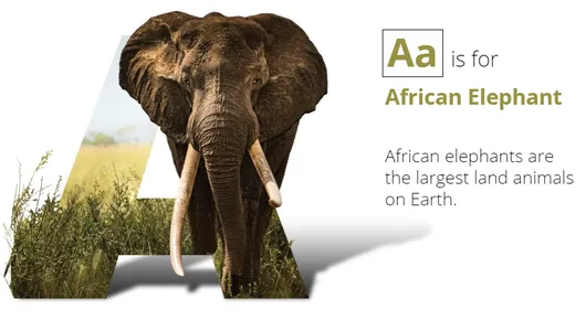 Species ABCs Classroom Presentation Preview