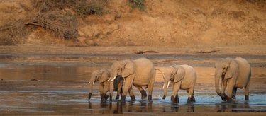 A group of elephants standing in water