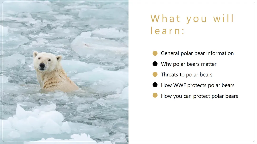 Preview image of the polar bear classroom presentation power point. Text covers what students will learn.