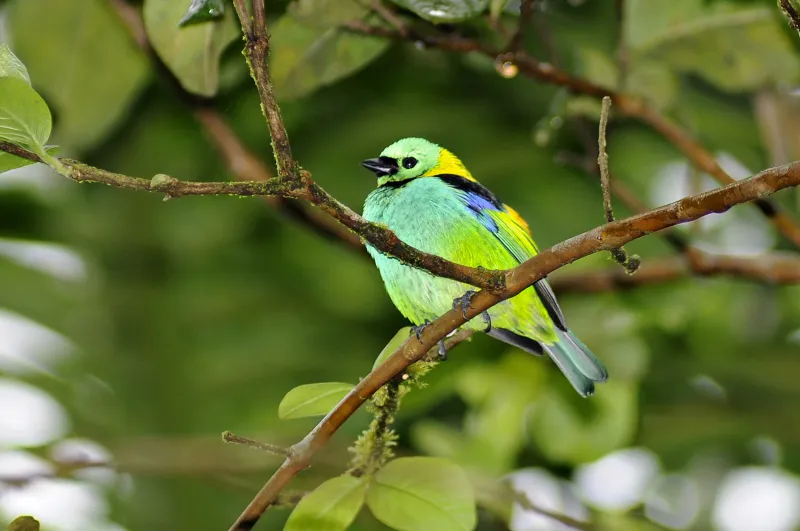 Green-headed tanager