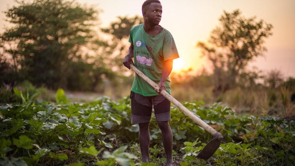 A man holding a garden hoe in a green garden with the sun setting behind him.