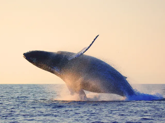 Whale breaching surface