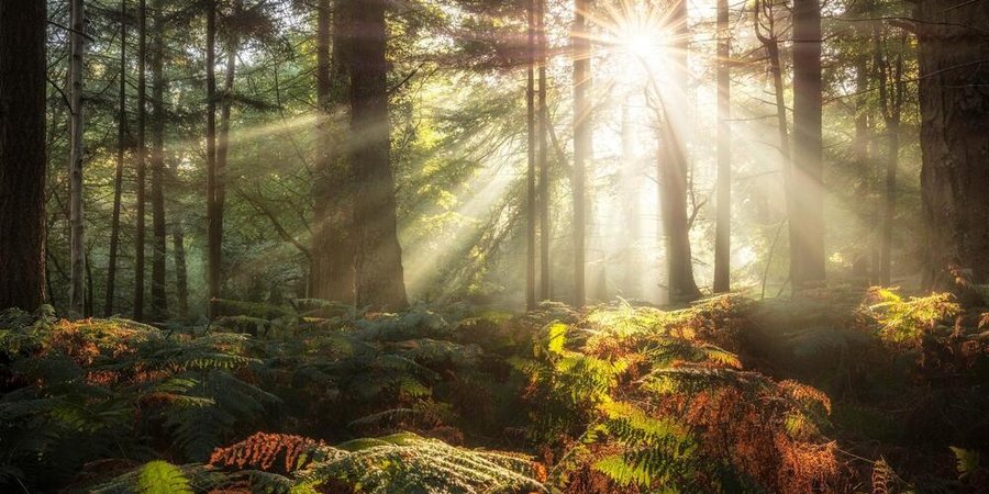 Sunlight shining through trees in the distance with colorful foliage in the foreground.