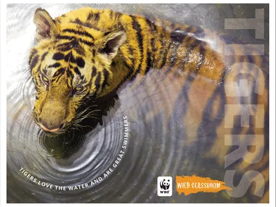 Tiger poster 1