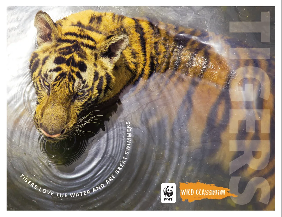 Tiger poster 1