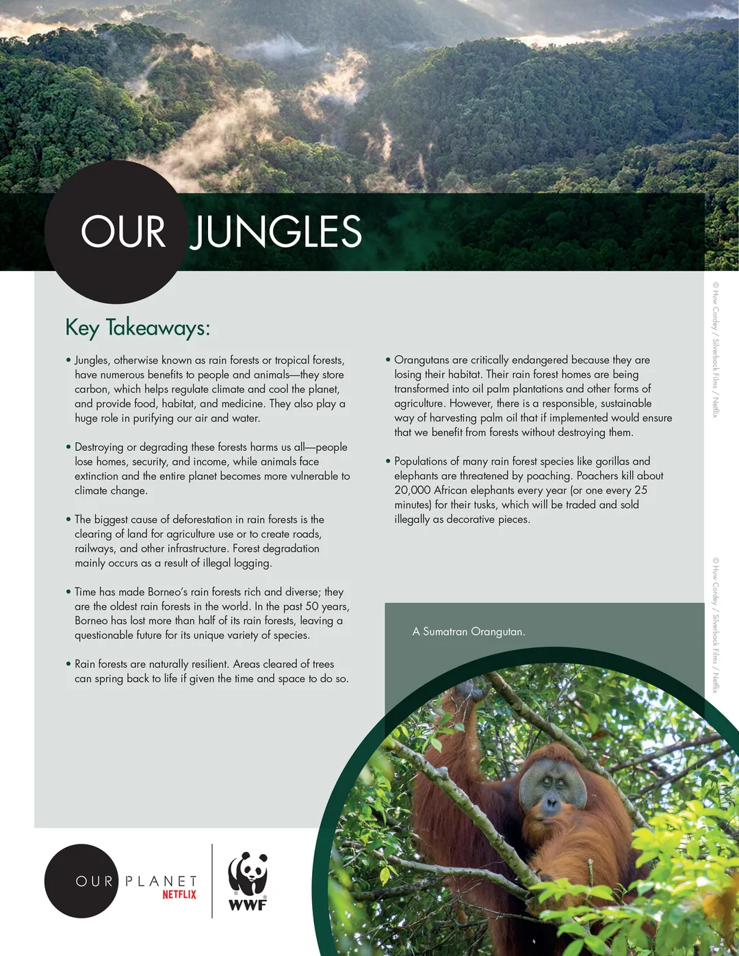 One page of the Our Jungles Resource Guide