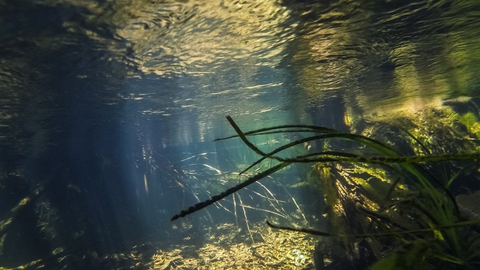 Underwater shot of the clear, flowing waters of the Orinoco River with sun rays illuminating the lush grass and tree roots.