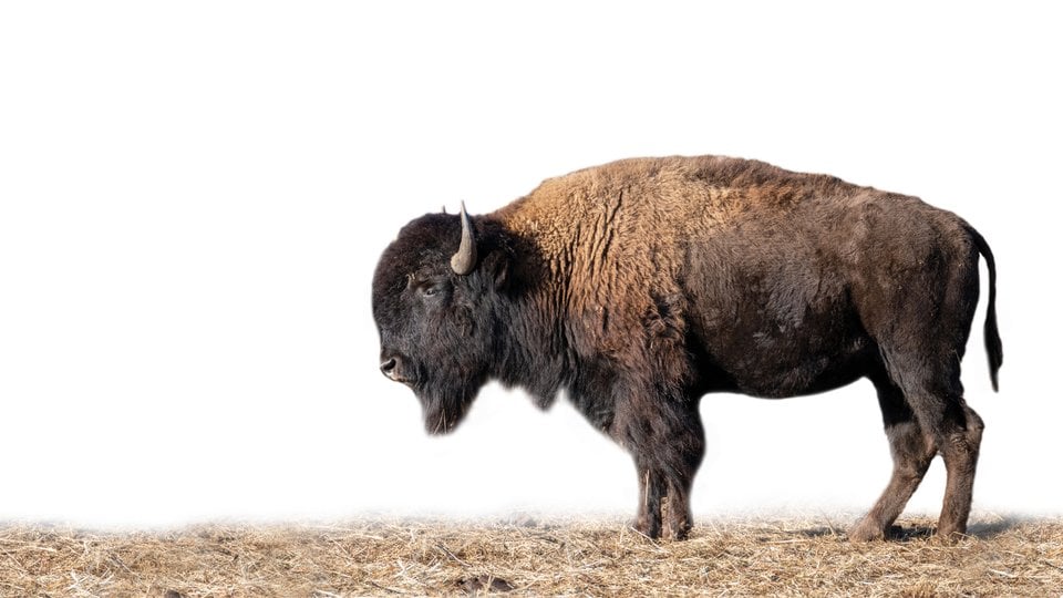 Bison