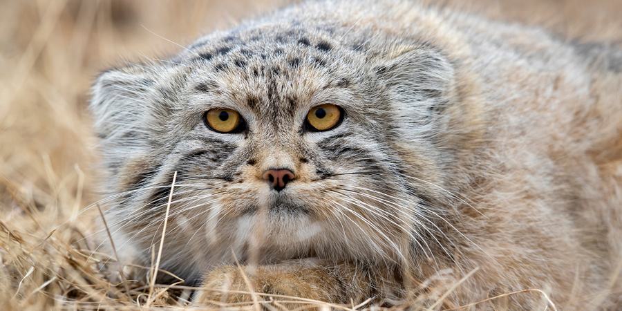 A Pallas’s cat crouched low to the ground