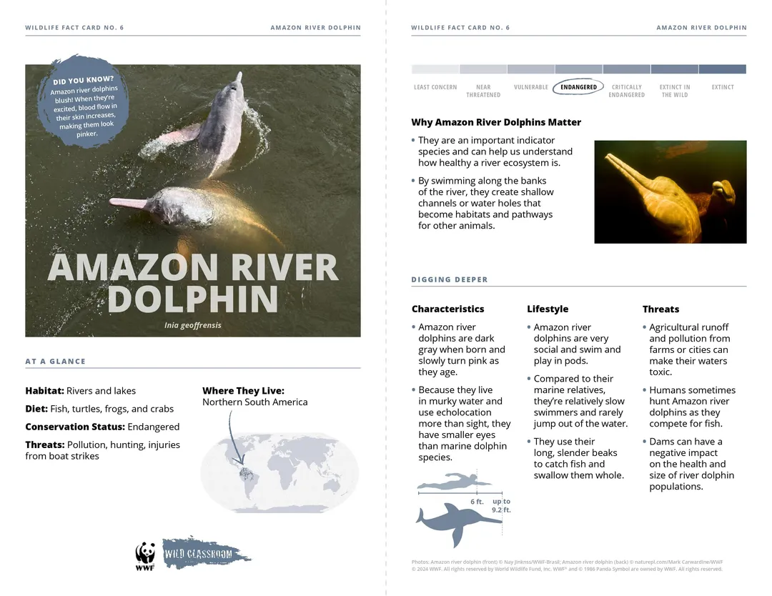 Amazon River Dolphin Species Card Preview