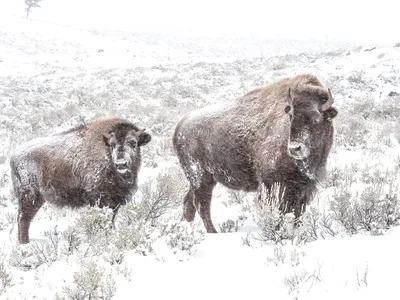 Two bison covered in snow stand in a snowy field