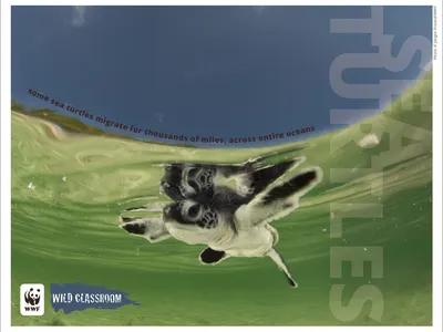 Sea Turtle Posters (8.5x11) Preview