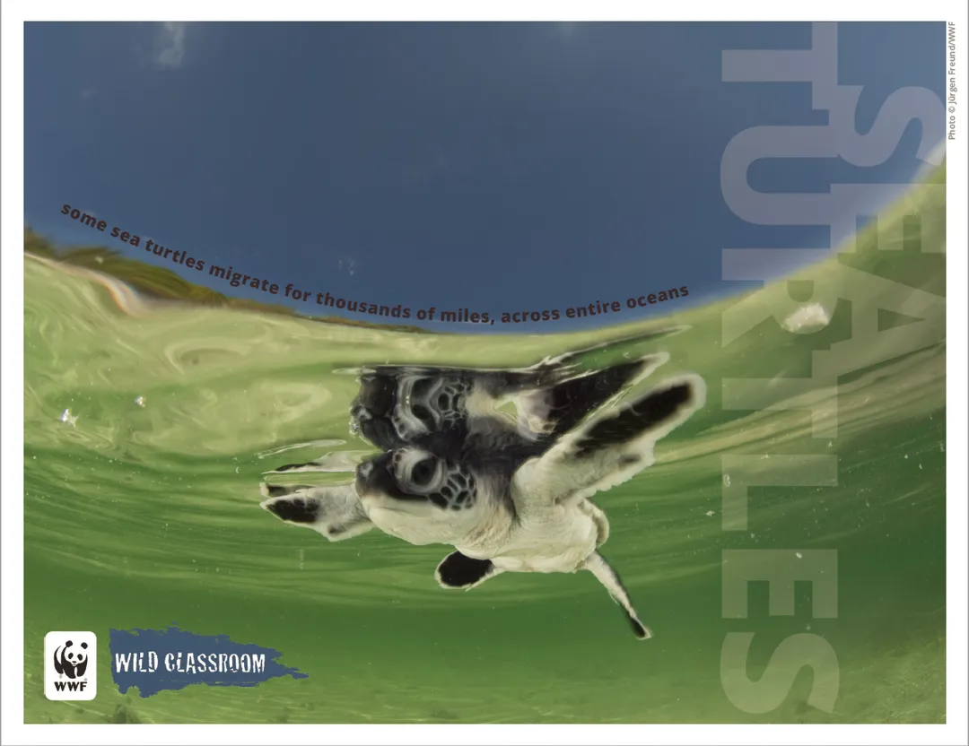Sea Turtle Posters (8.5x11) Preview