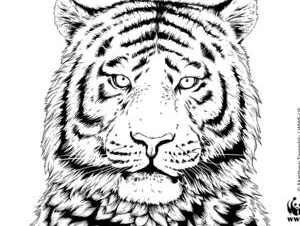 A black and white page to color a tiger.