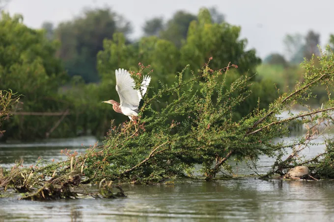 Bird take flight from shore