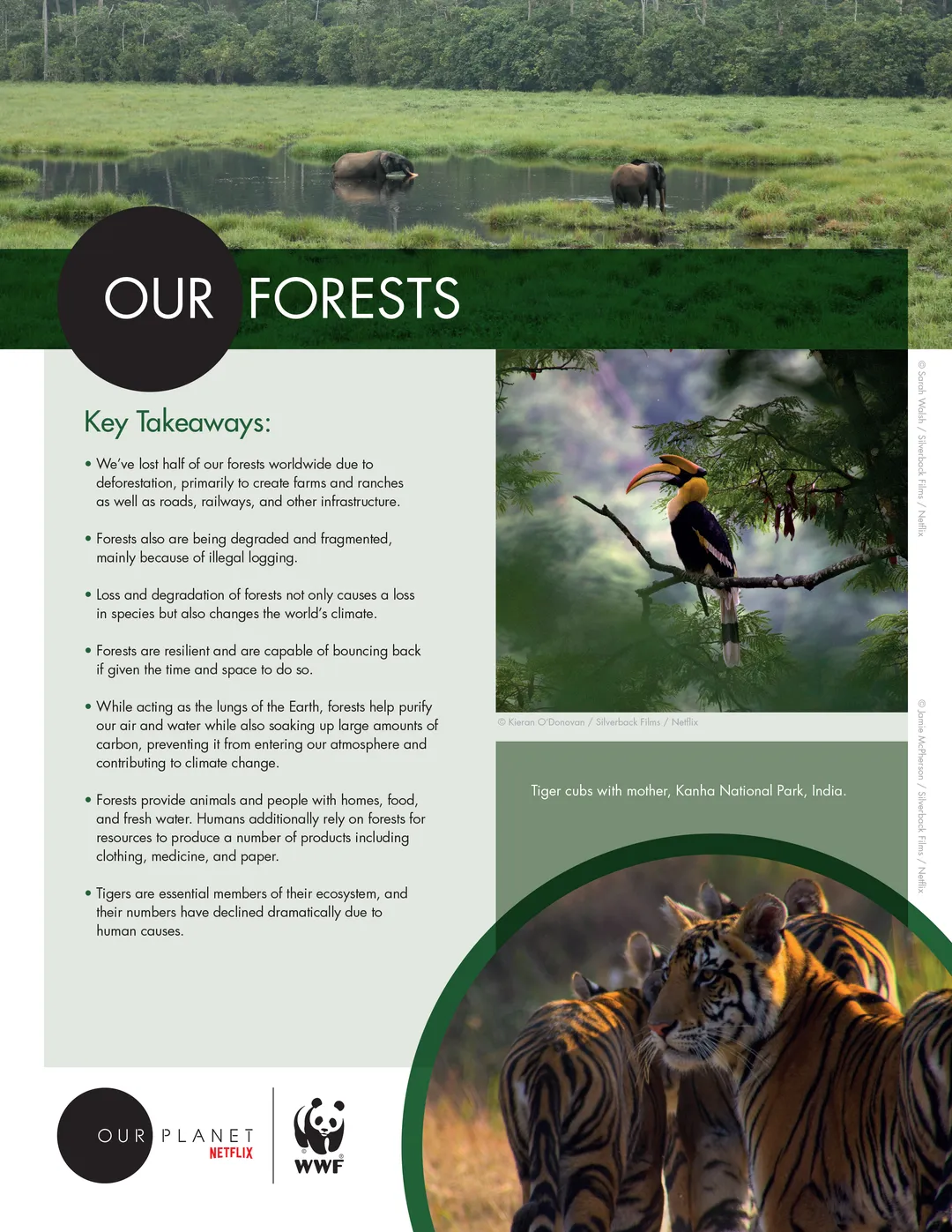 A page from the Our Planet Our Forests Educators Resource Guide