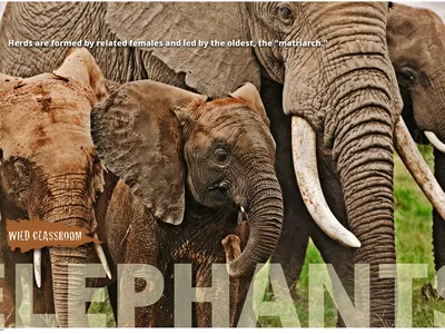 Elephant Posters (11x17) Preview