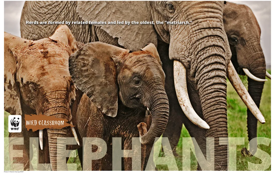 Elephant Posters (11x17) Preview