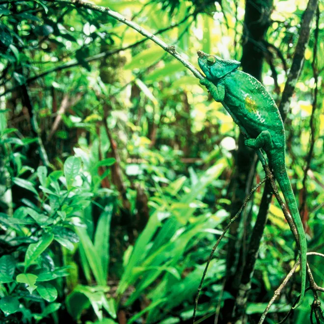 chameleon on branch