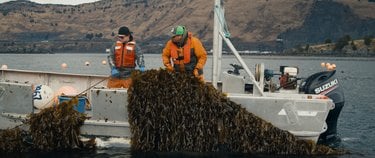 Two men on a boat hauling seaweed with a waterway and brown mountains in the background.
