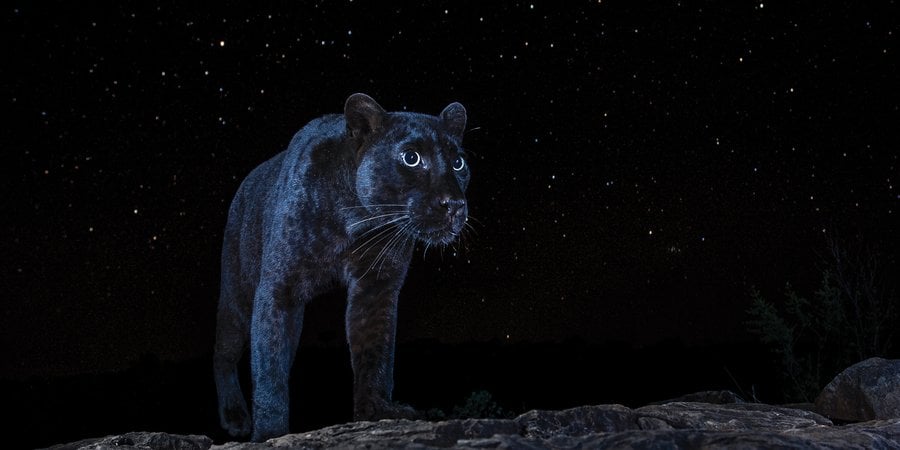 Black panther silhouetted on night sky