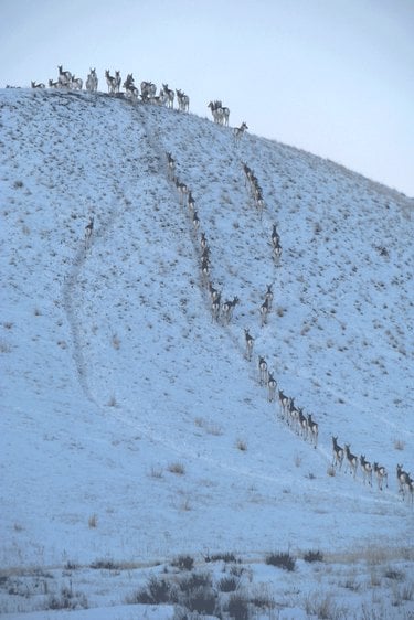 Pronghorn walk in a line up a snow covered hill