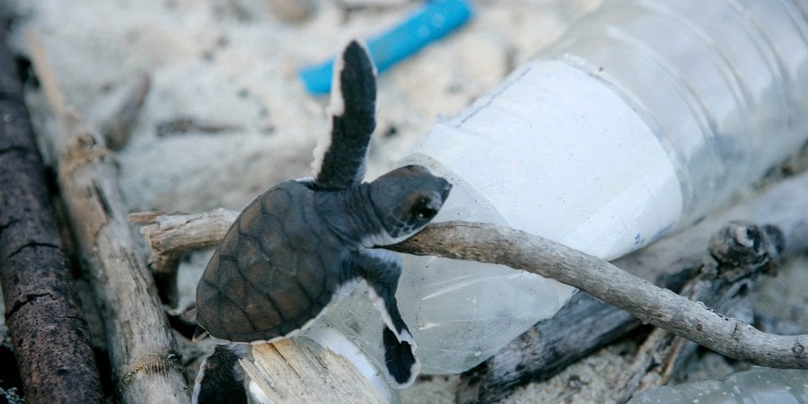 A baby turtle climbs on a plastic bottle on a beach