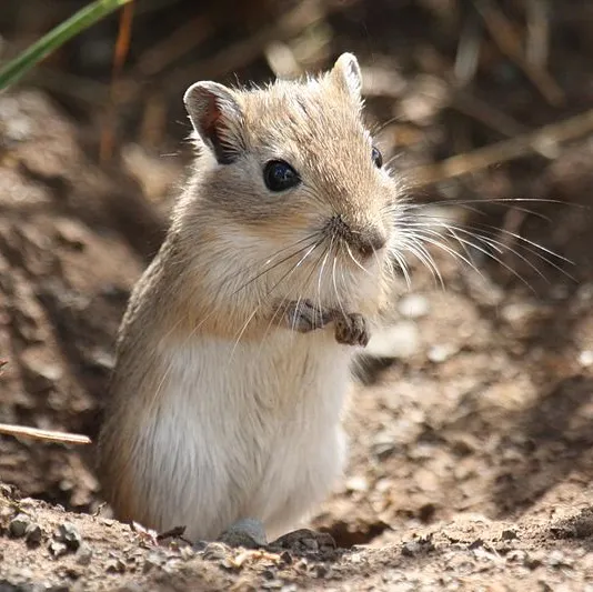 Mongolion gerbil on its hind legs surveying the area.