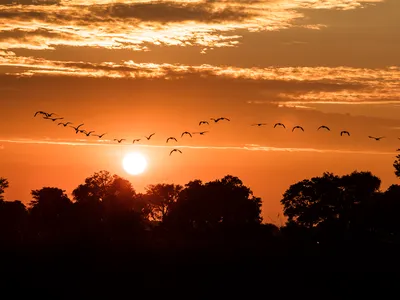 Sunset with trees and birds silhouetted against orange sun